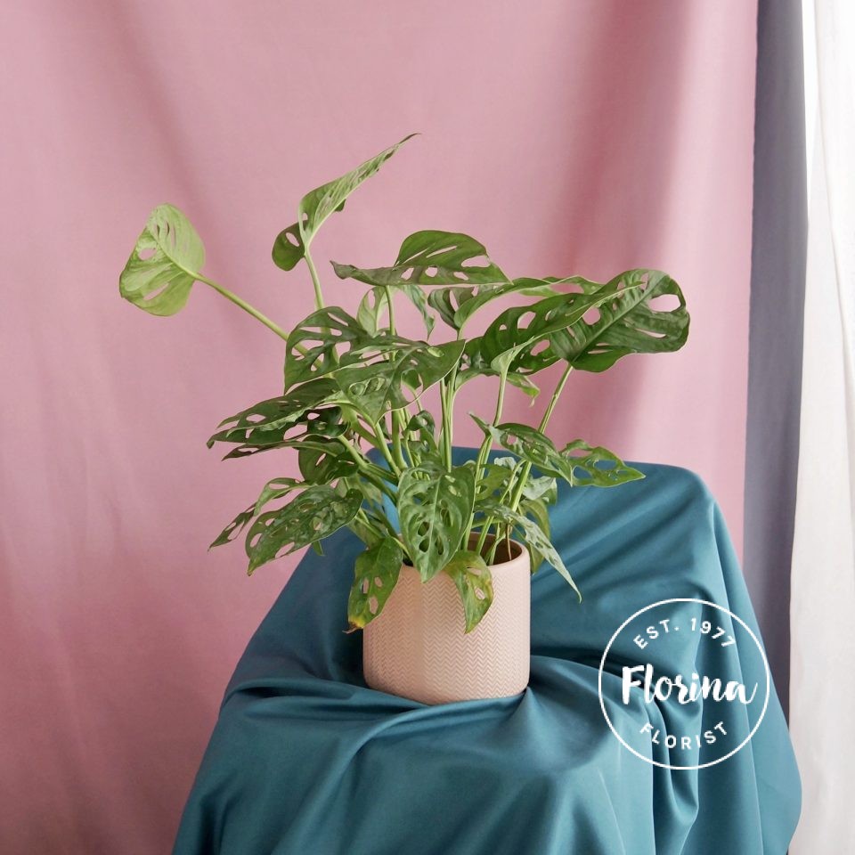 monstera adonis
