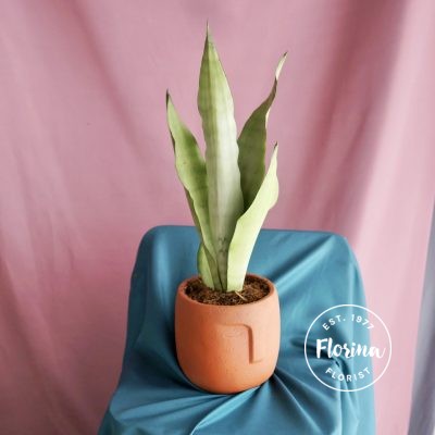 snakeplant face