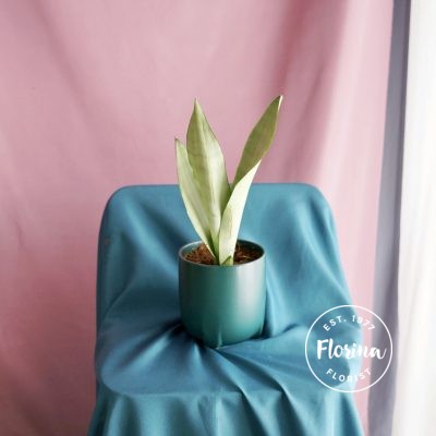 snakeplant mini