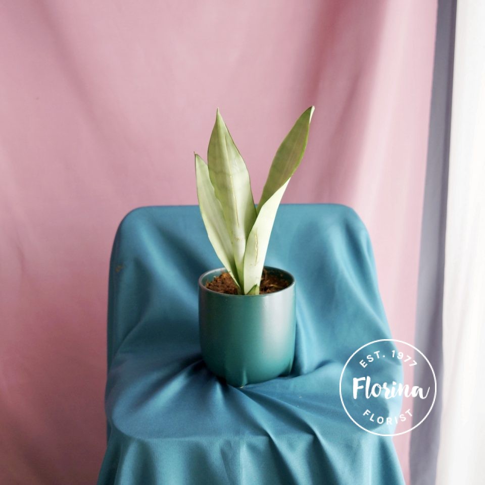 snakeplant mini
