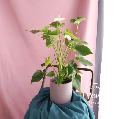 whiteanthurium