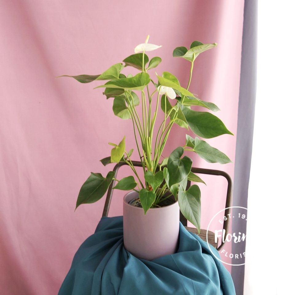 whiteanthurium