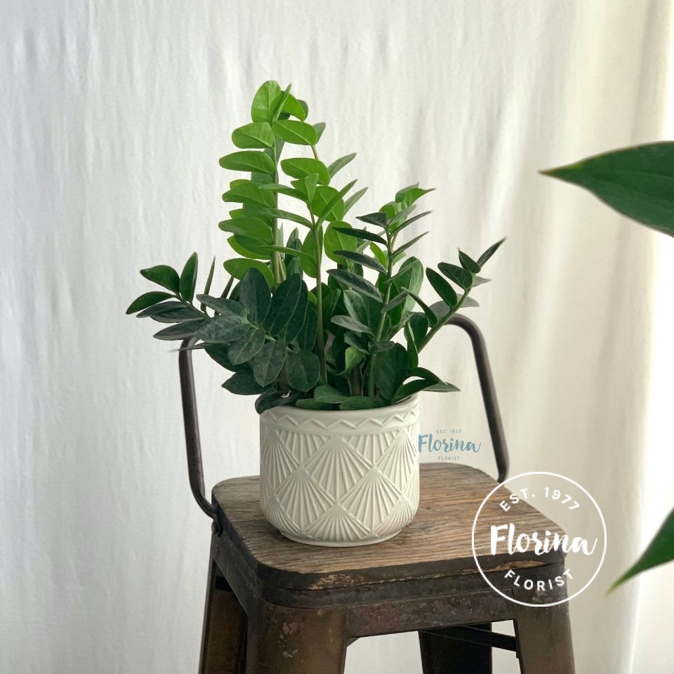 monstera adansonii (copy) (copy)